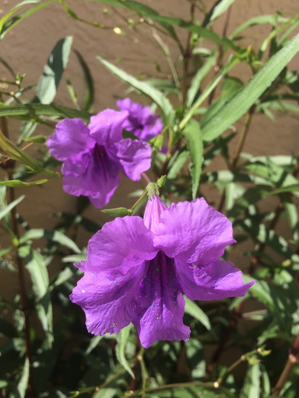 mexican petunia ruellia flowers free photo