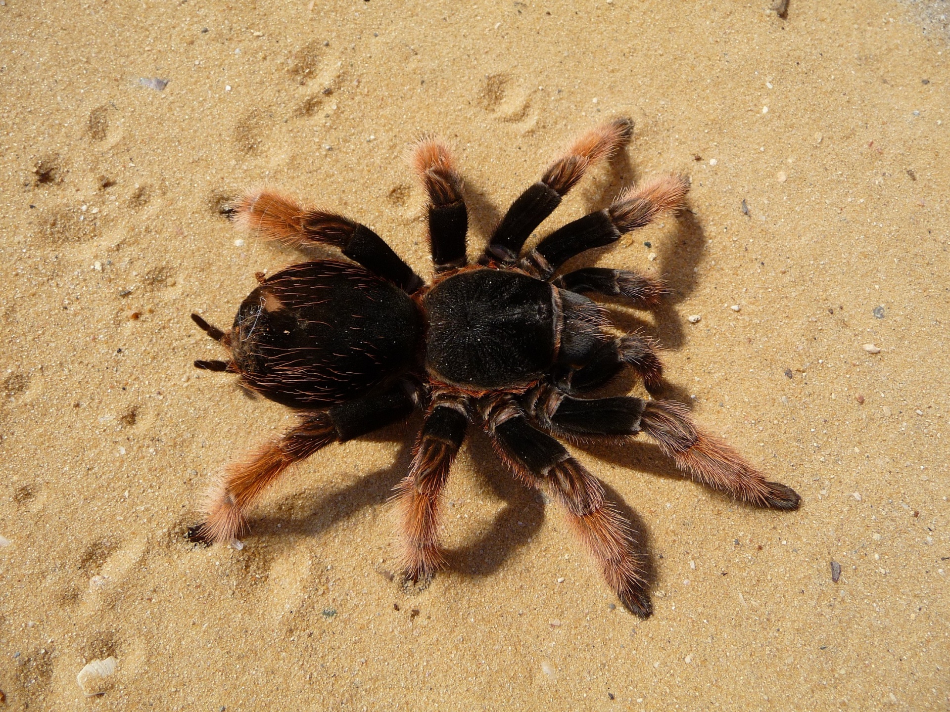 mexican pink tarantula spider sand free photo