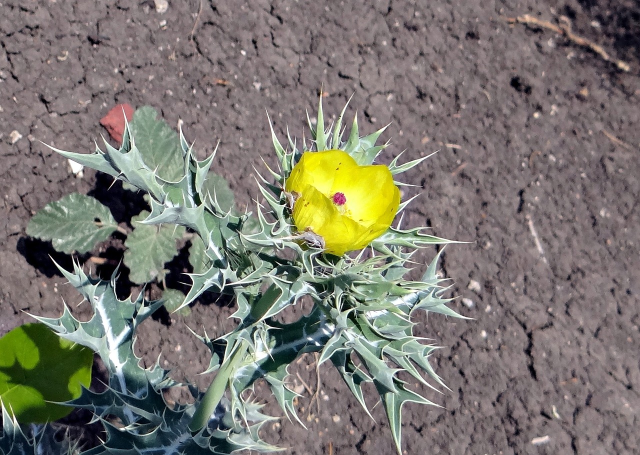 mexican prickly poppy mexican poppy prickly poppy free photo