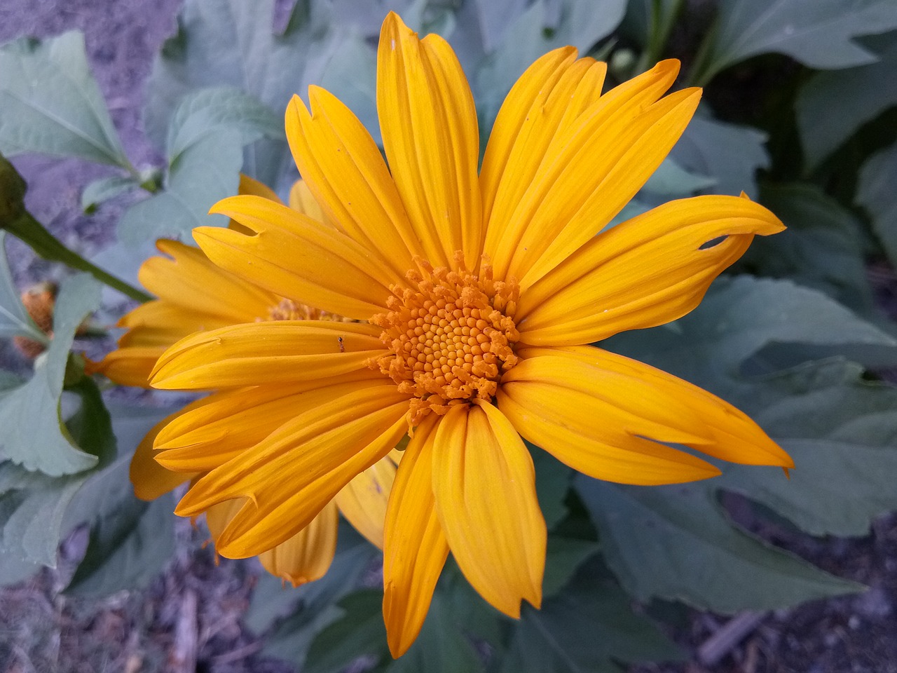 mexican sunflower garden flower natural flower free photo