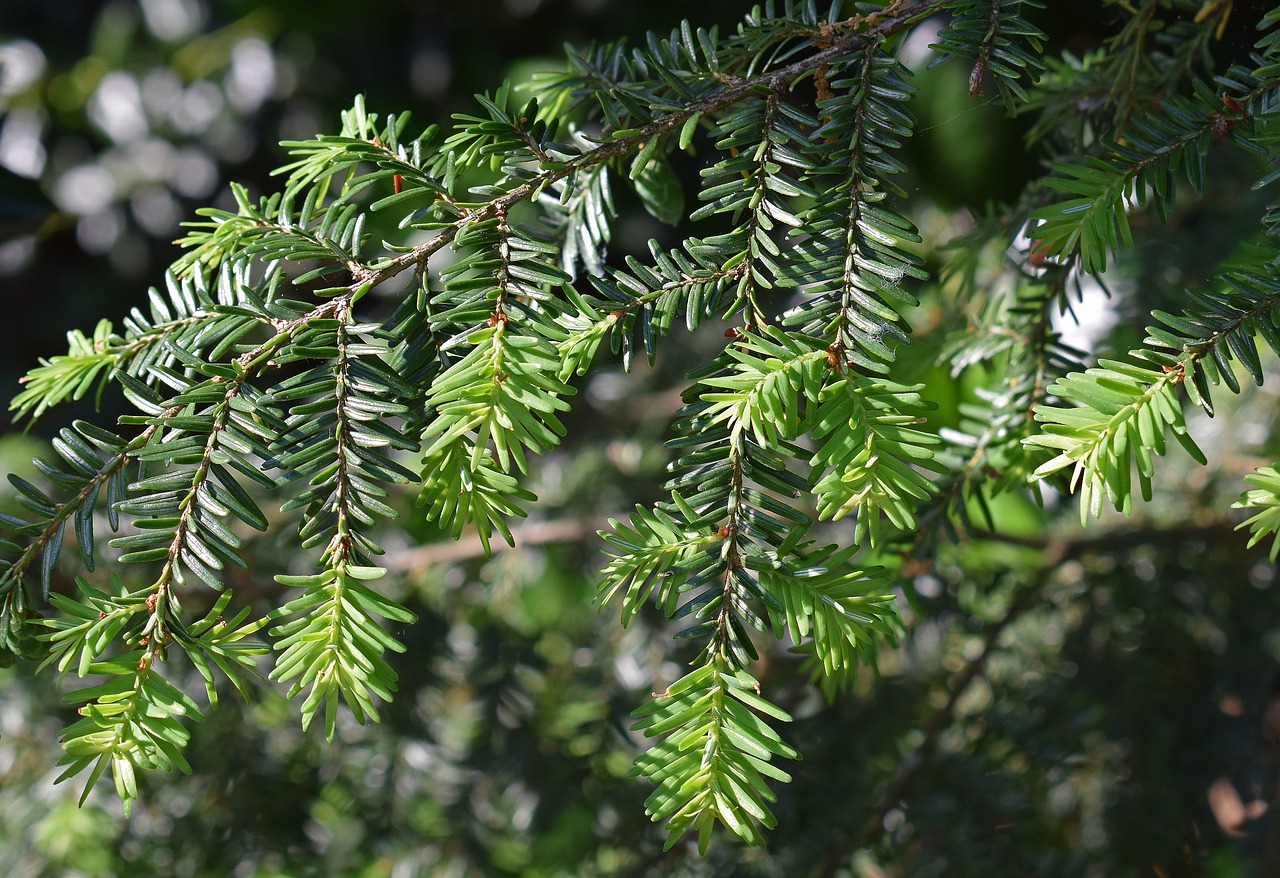 mexican yew new growth evergreen free photo