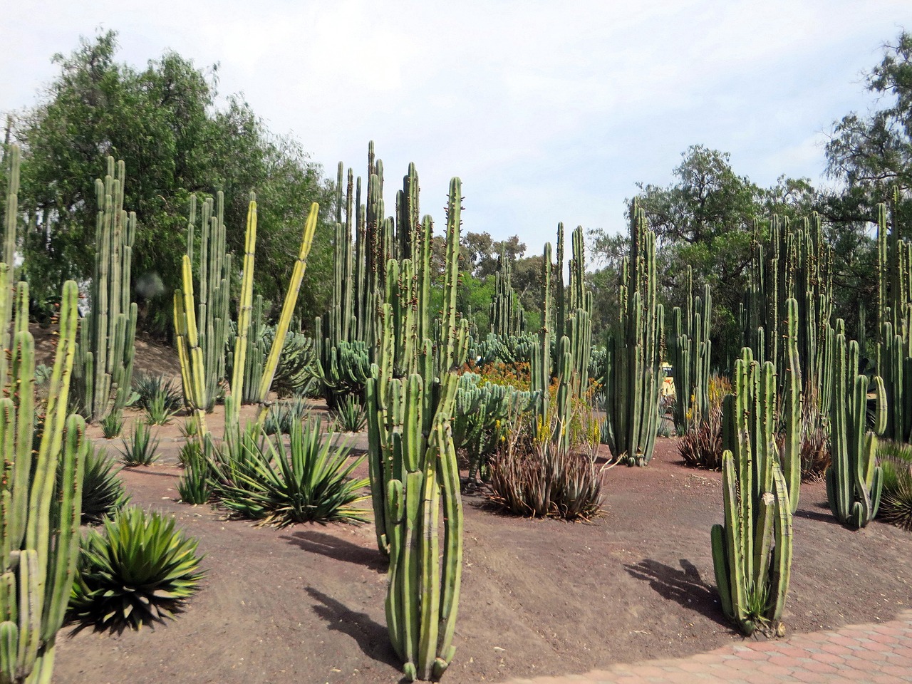 mexico cactus garden free photo