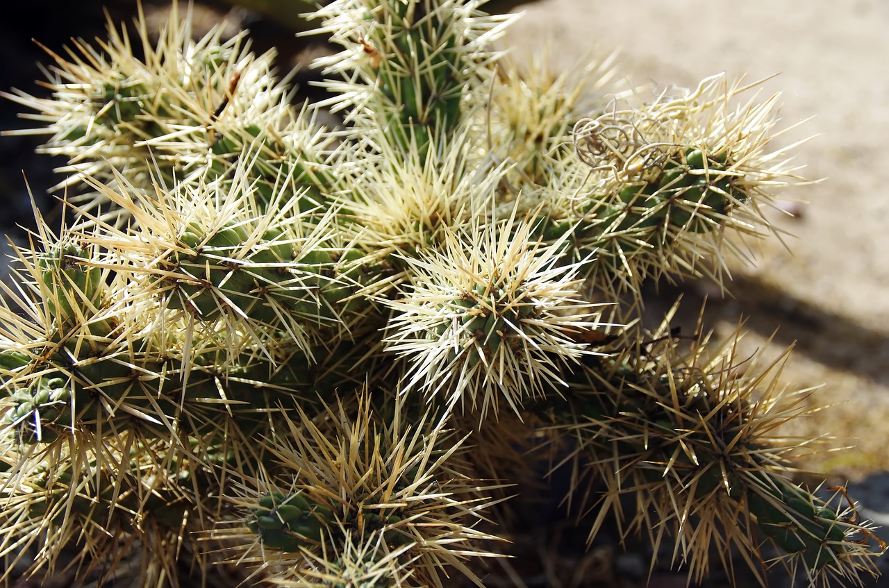 mexico cactus mamillaria free photo