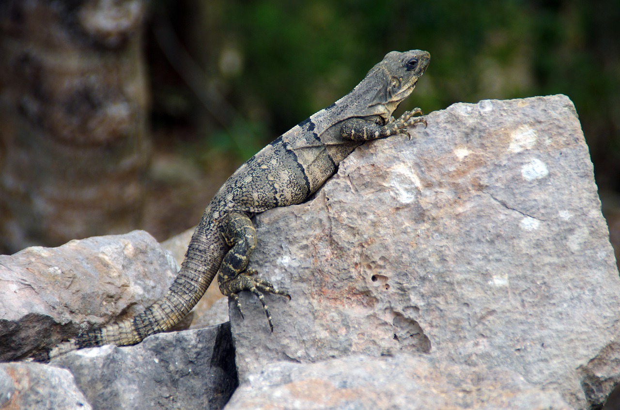 mexico iguana reptile free photo