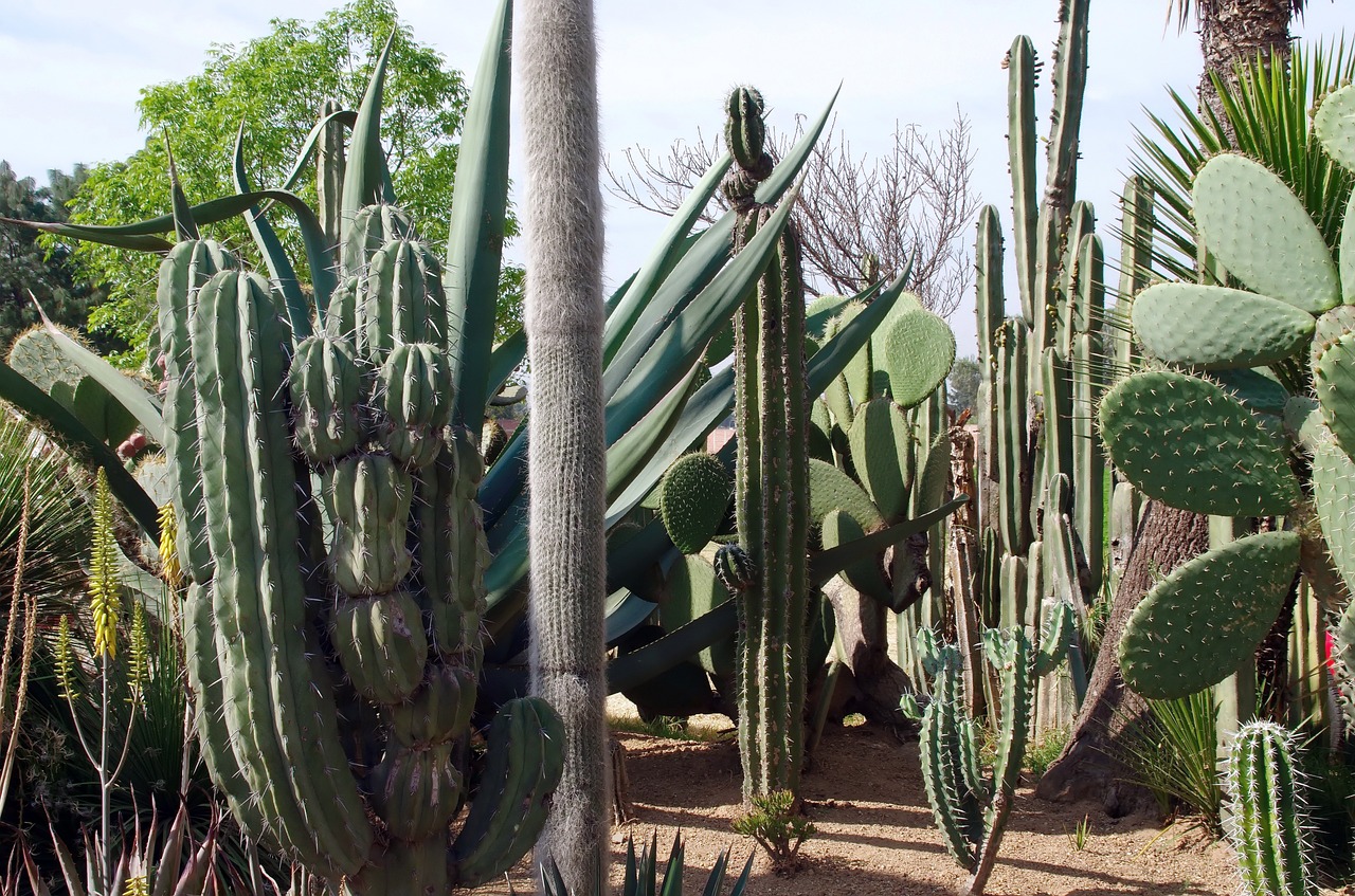 mexico cacti cactus free photo