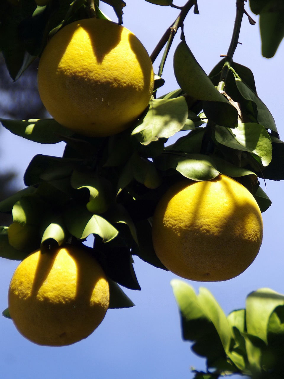 mexico grapefruit yellow free photo