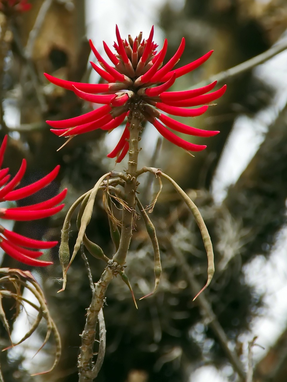 mexico aloe red flower free photo