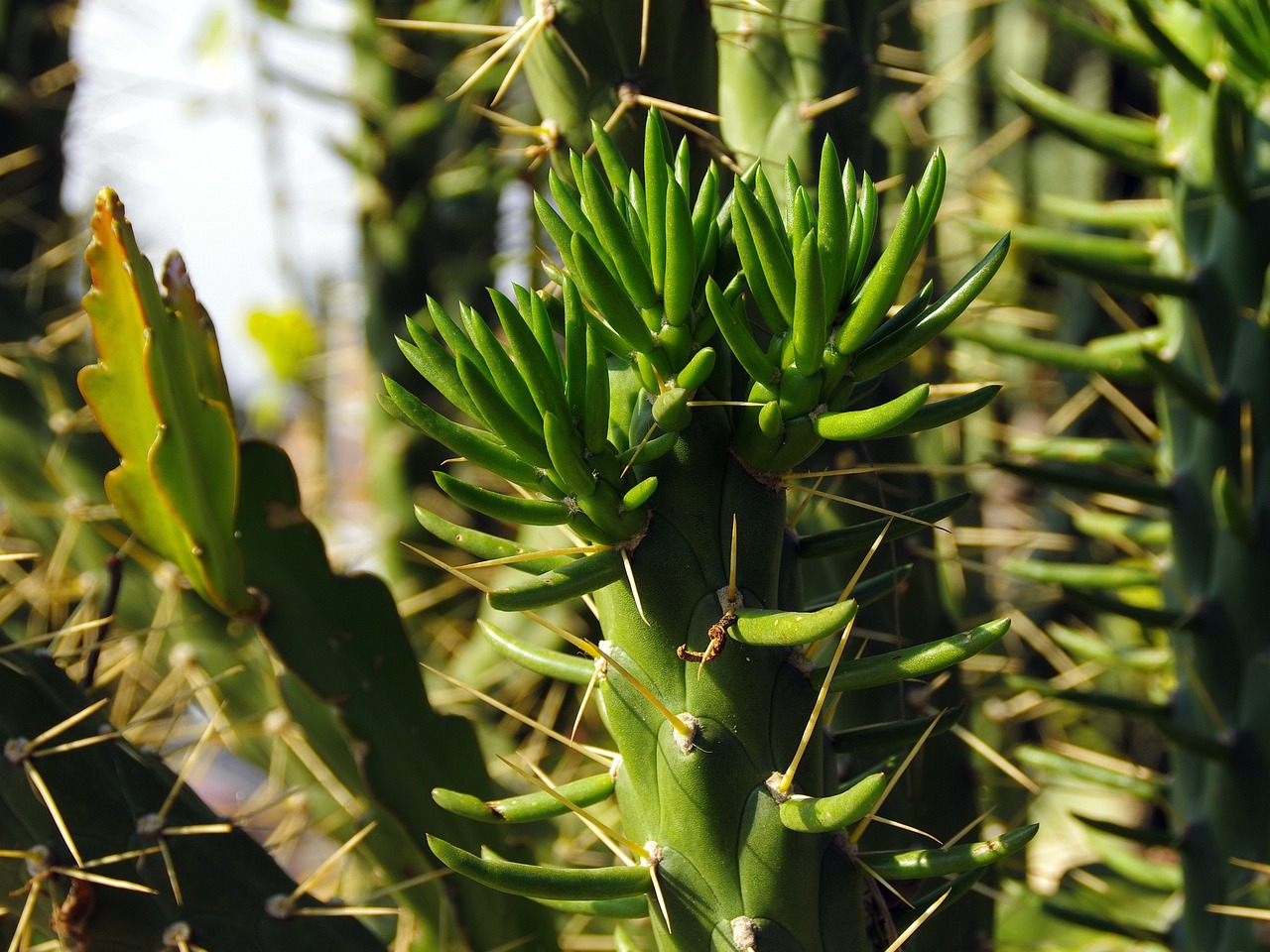 mexico cactus succulent free photo