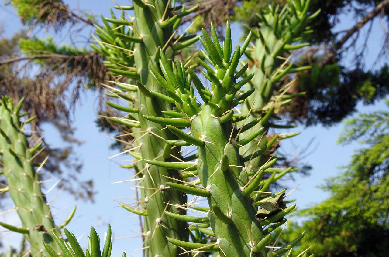 mexico cactus succulent free photo