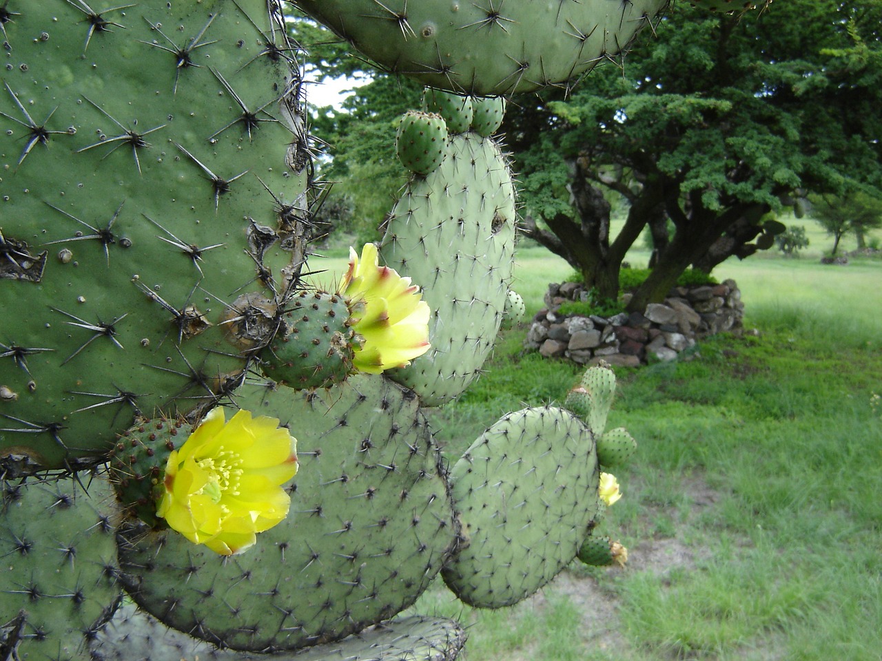 mexico teotihuacan cactus free photo