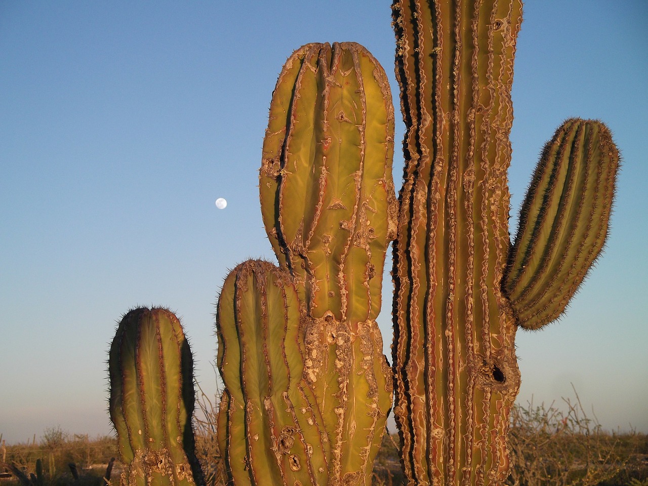 mexico moon cactus free photo