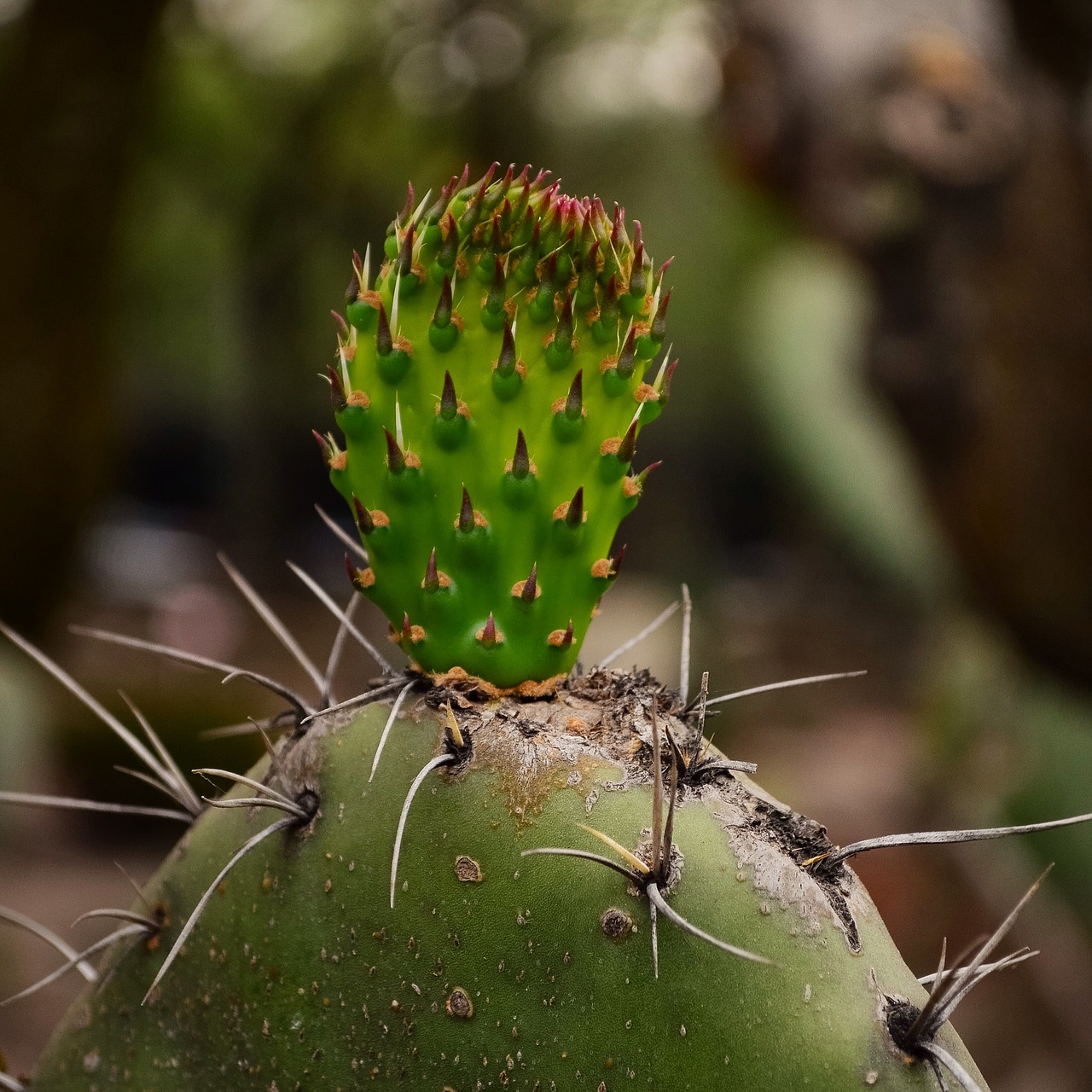 mexico cactus plants free photo