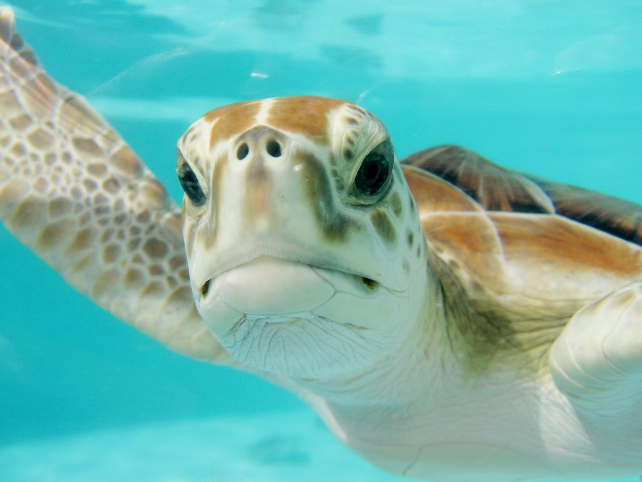 mexico turtle swim free photo