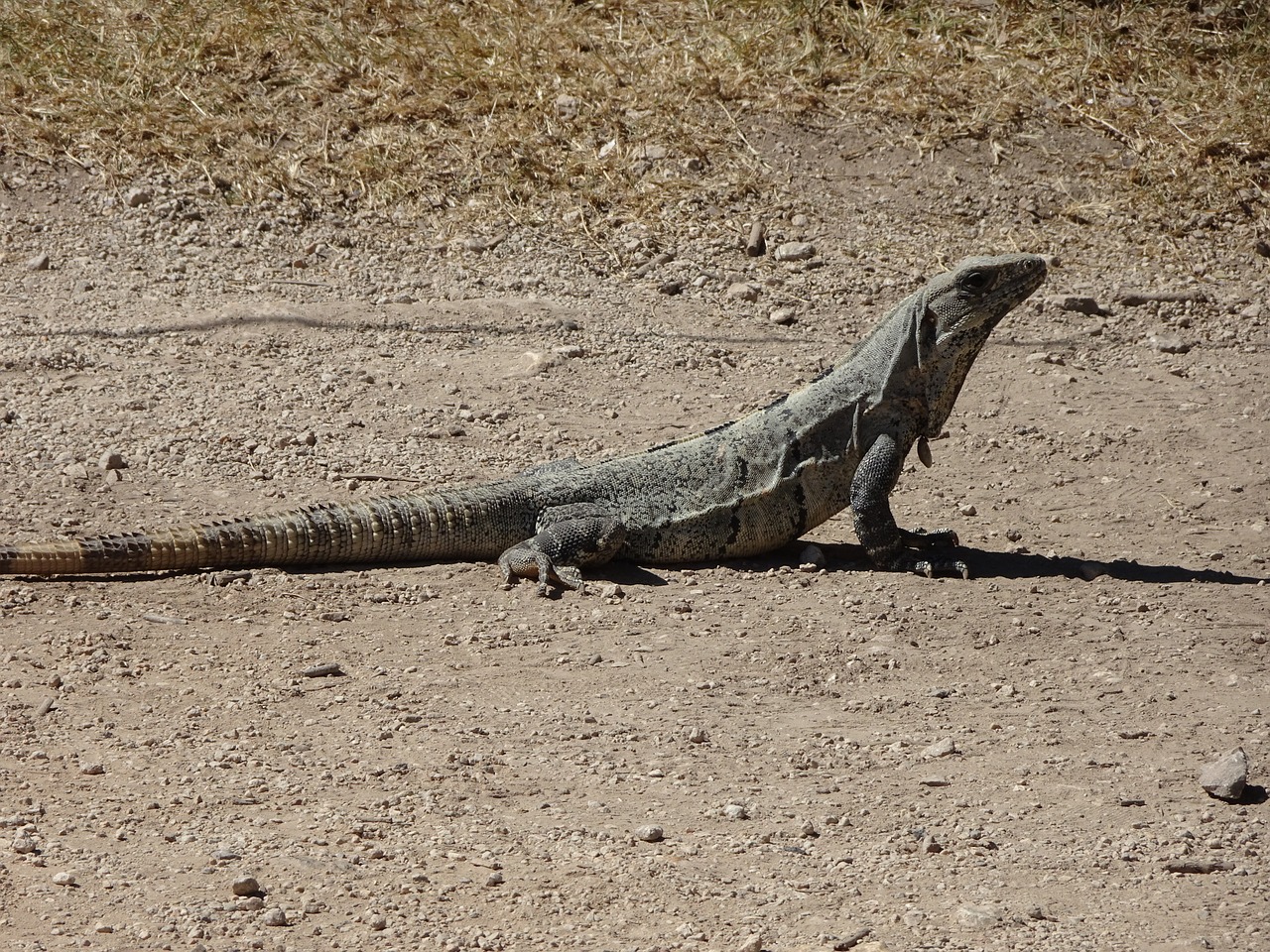 mexico iguana holiday free photo