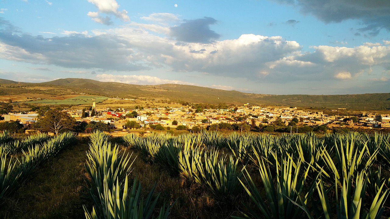 mexico agave tequila free photo