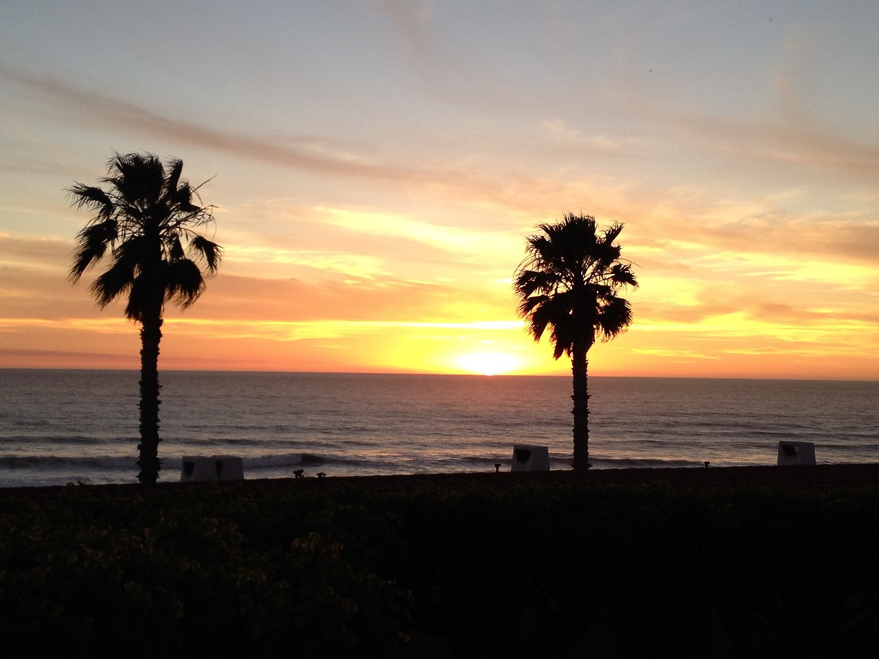 mexico palm trees sunset free photo