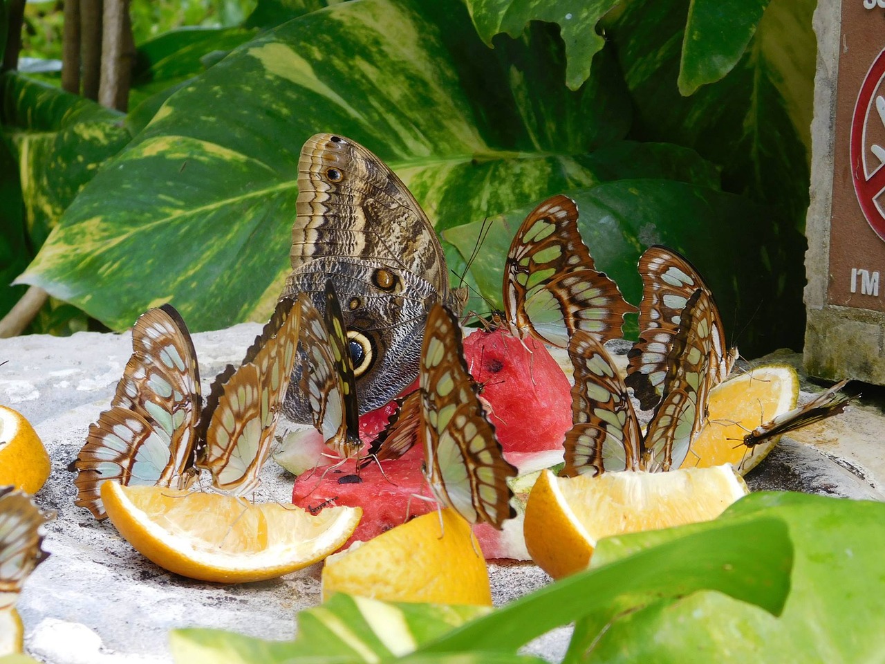 mexico butterflies food free photo