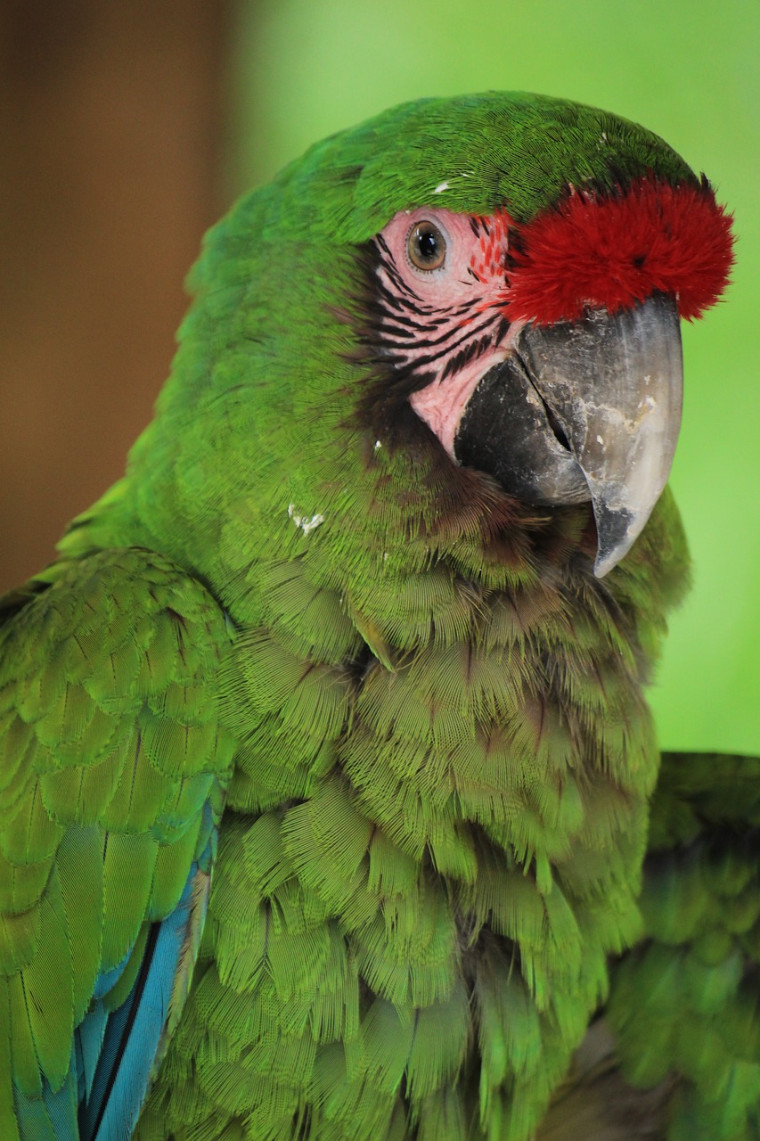 mexico macaw animal free photo