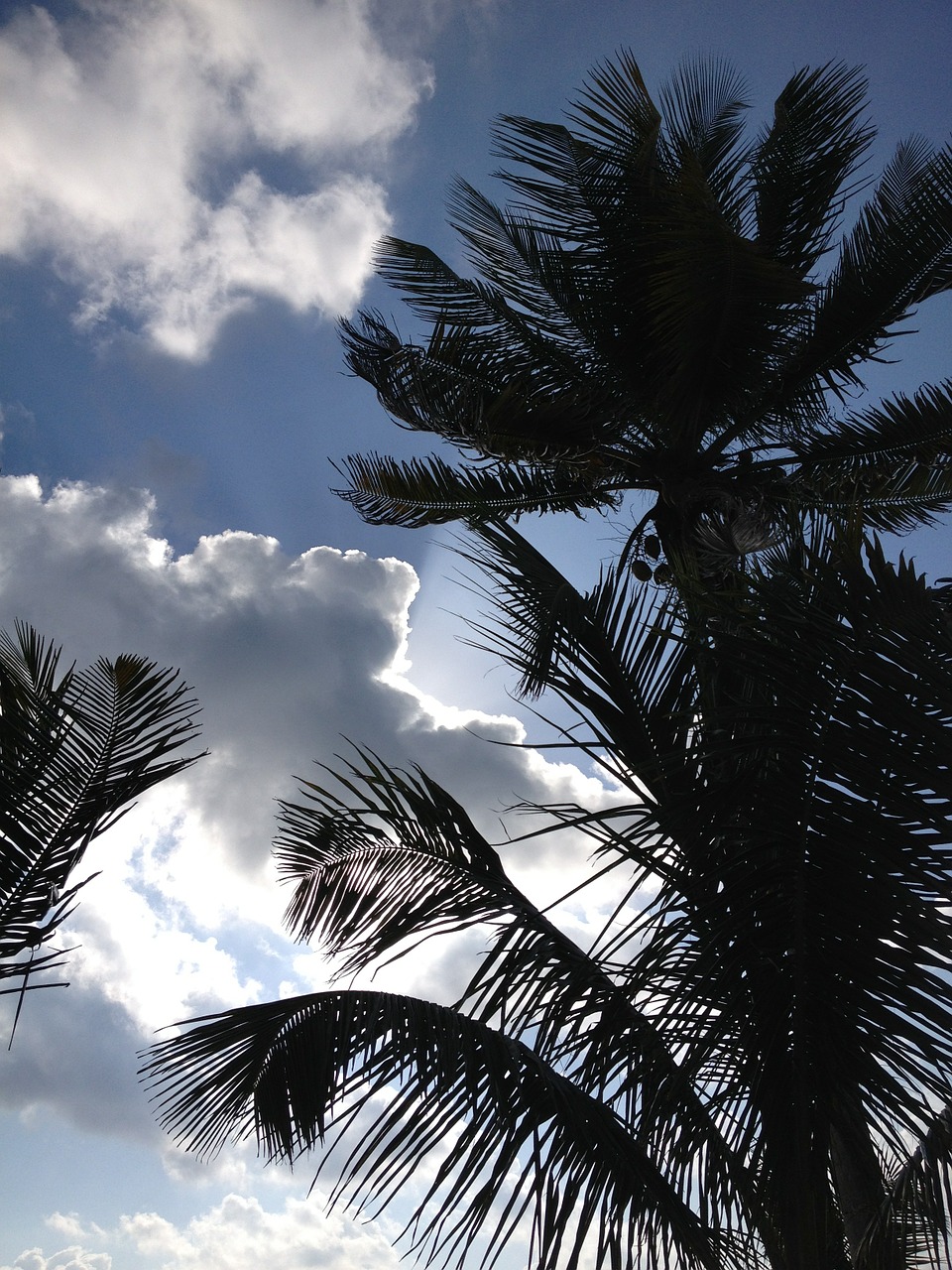 mexico palm tree silhouette free photo