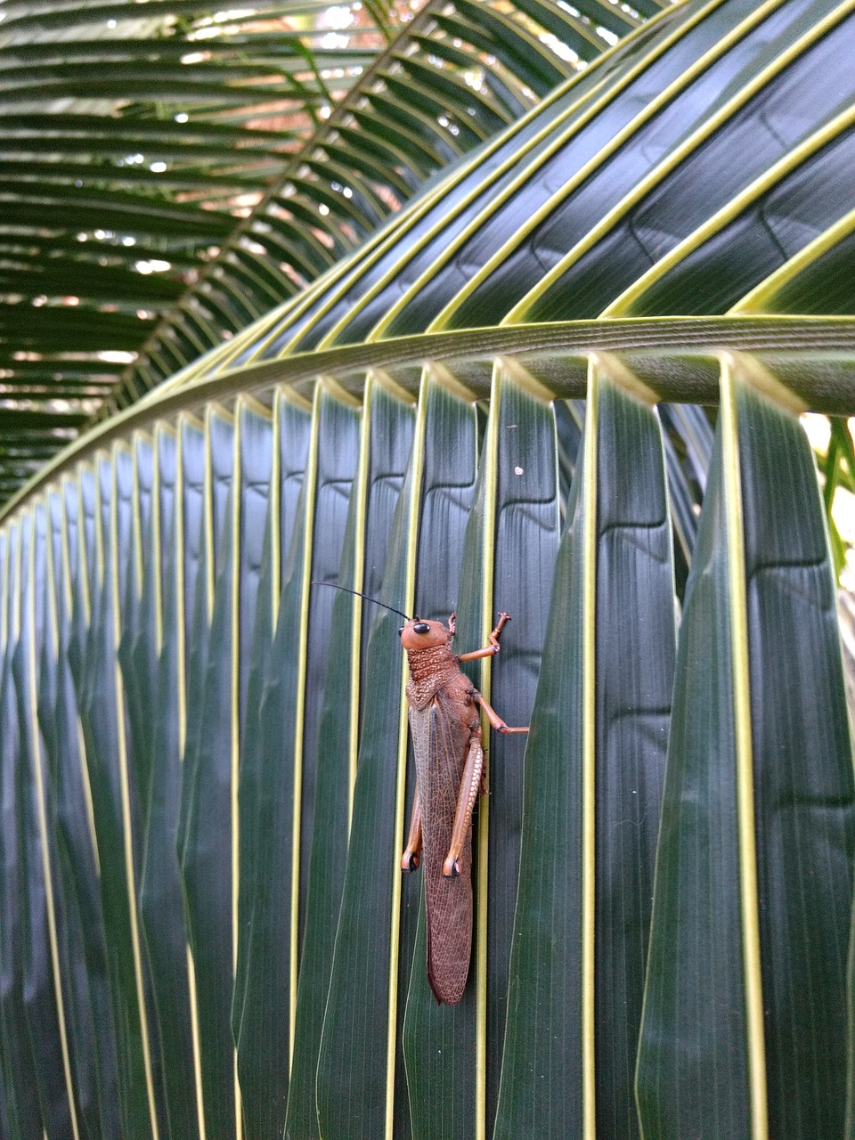 mexico  locust  leaf free photo