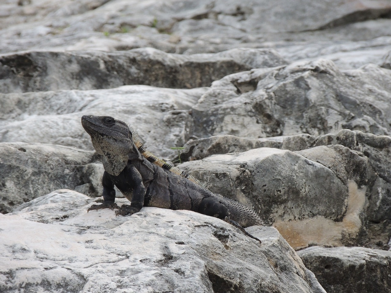 mexico fauna reptile free photo