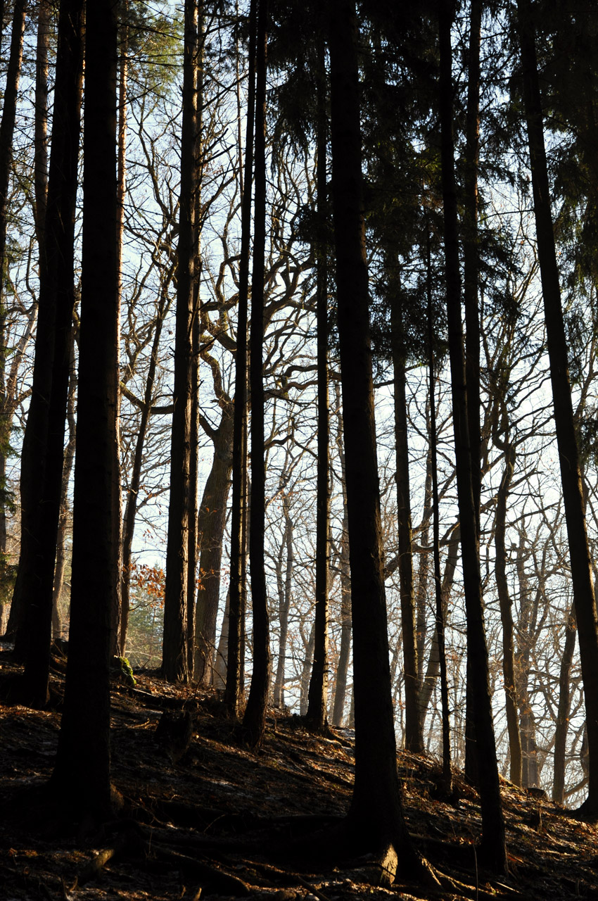 forest trees landscape free photo