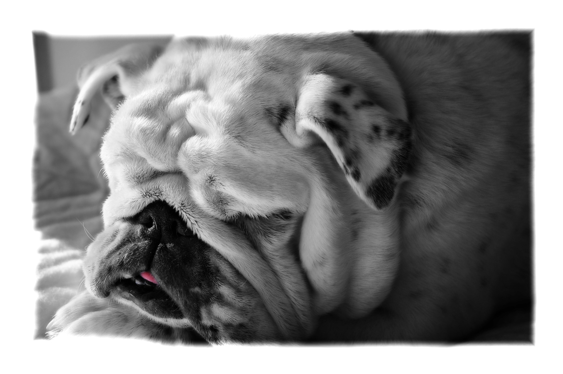 dog bulldog black free photo