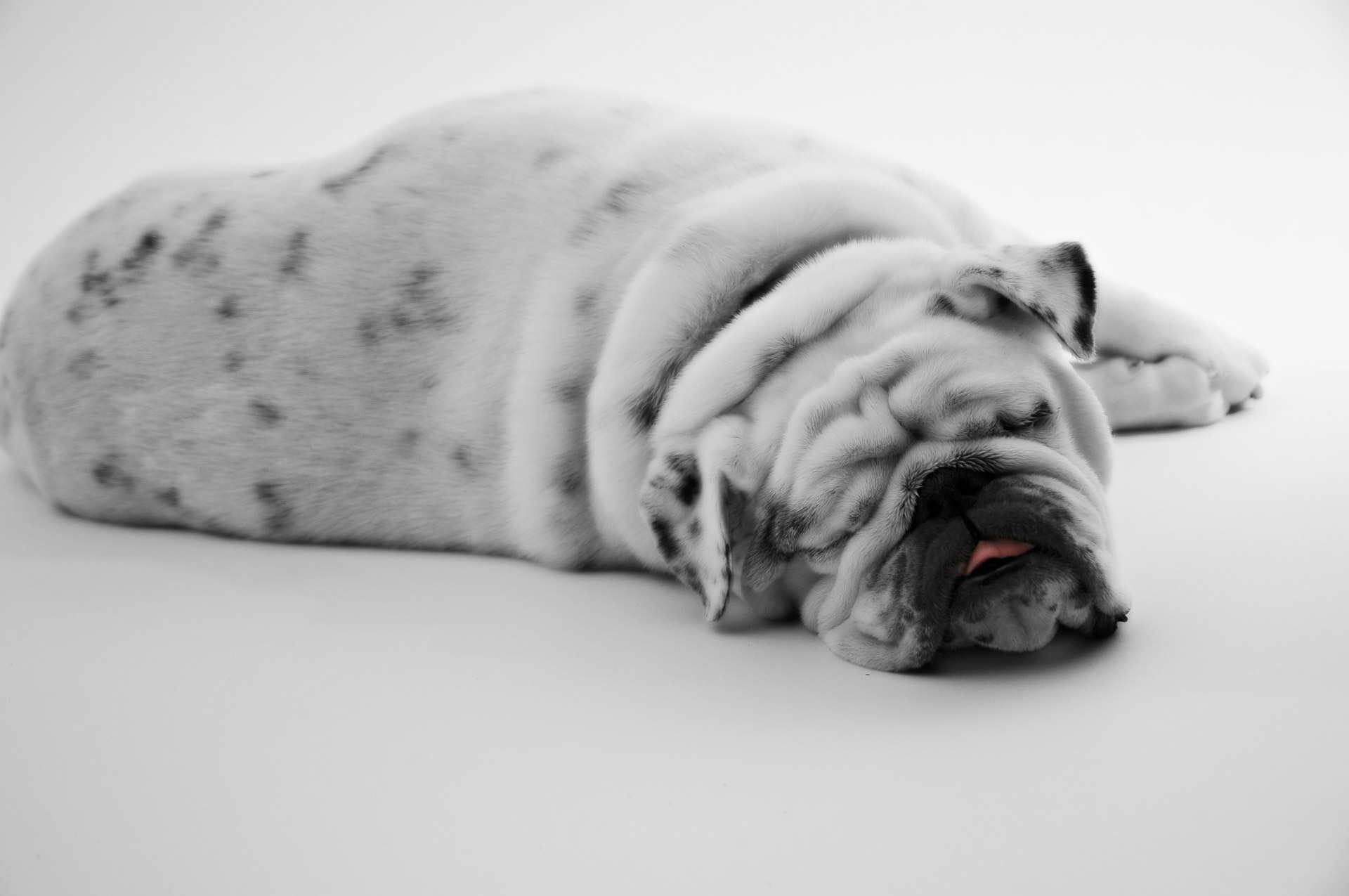 dog bulldog black free photo