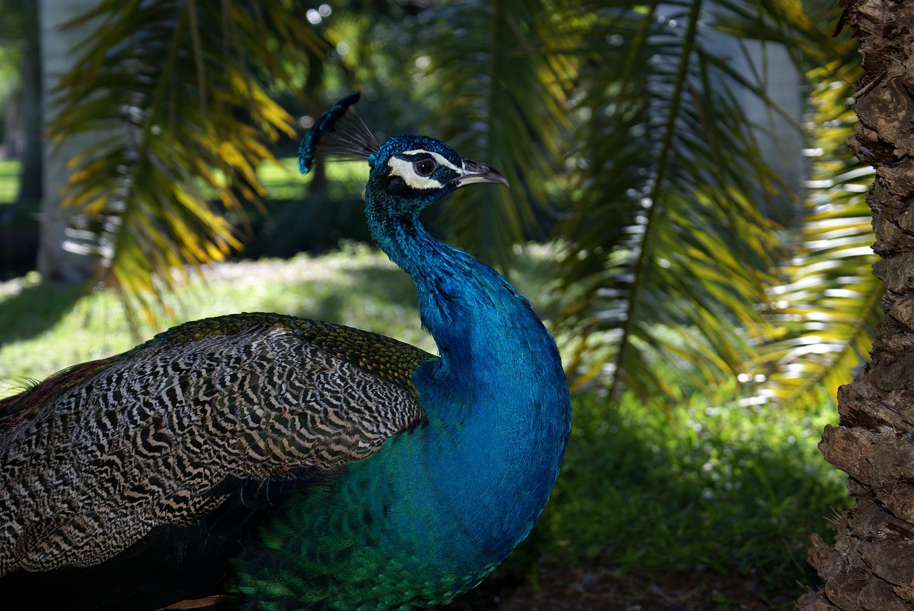 miami biscayne peacock free photo