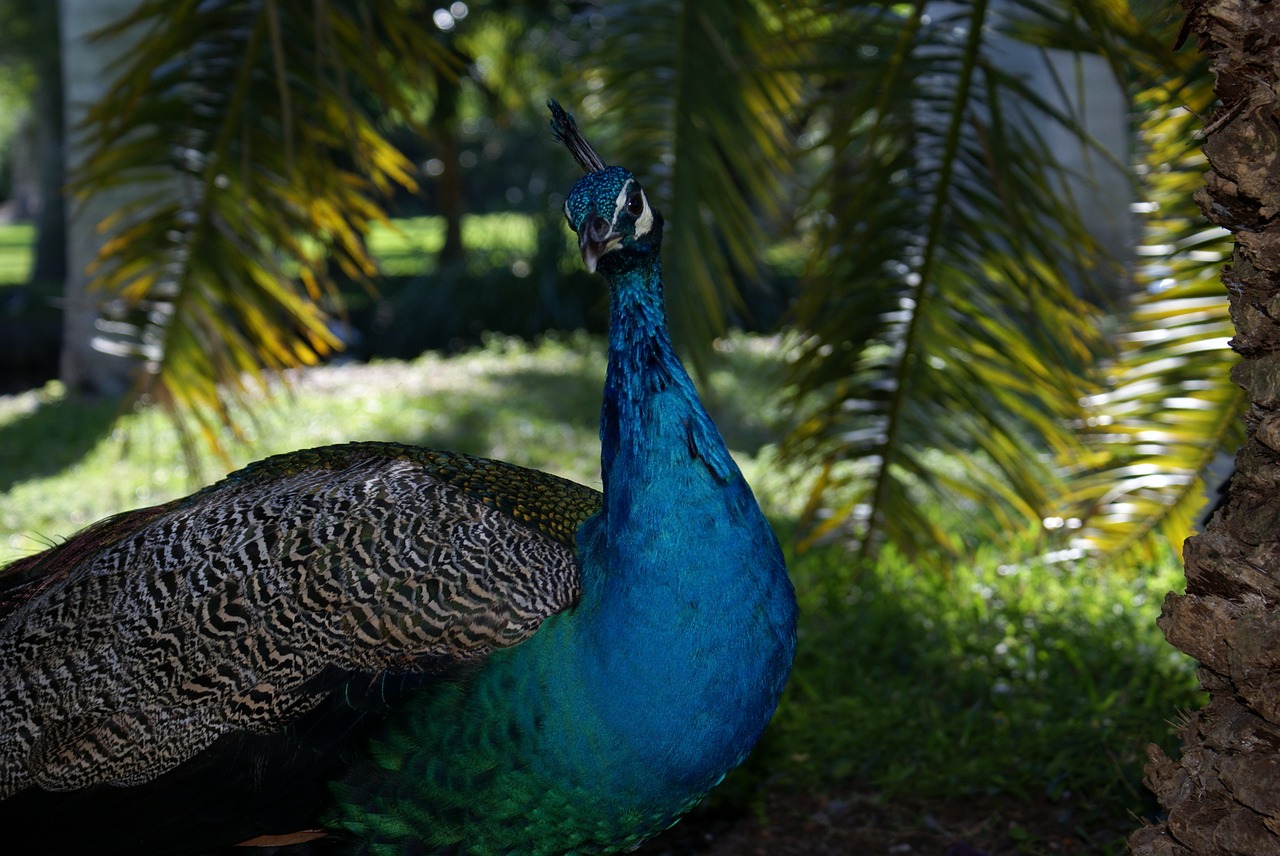 miami peacock rainforest free photo