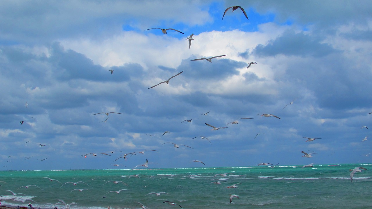 miami seagulls beach free photo