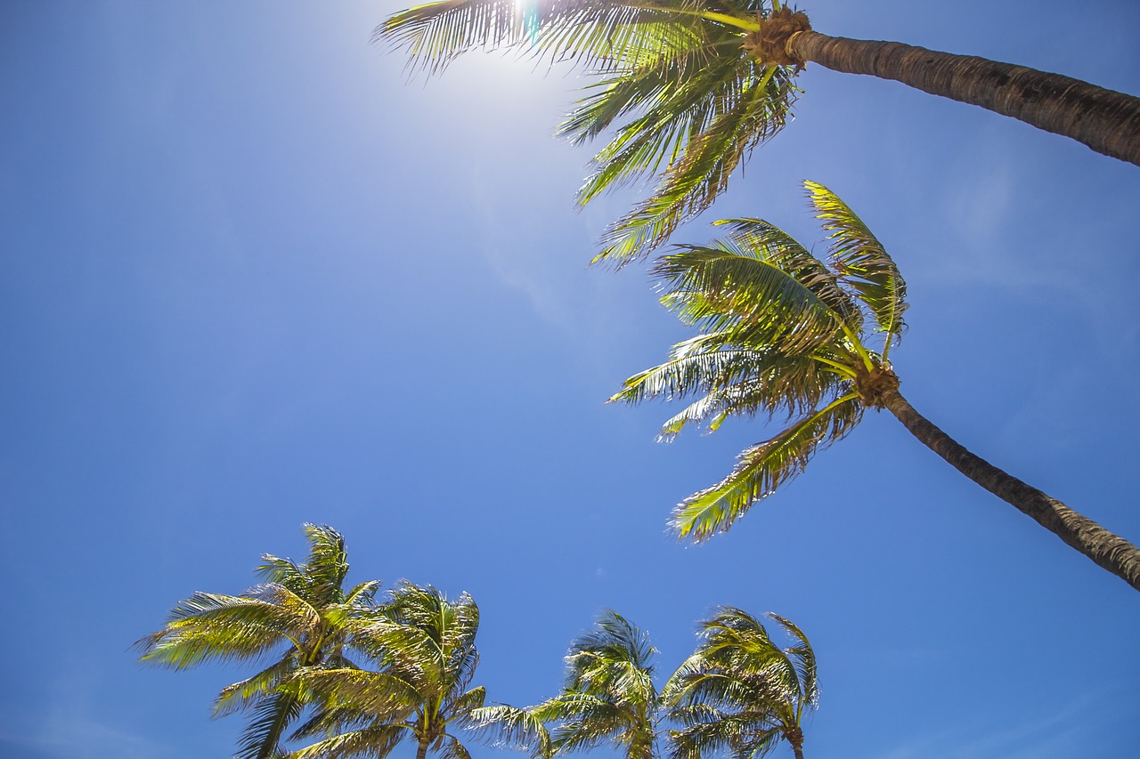 miami palm trees summer free photo