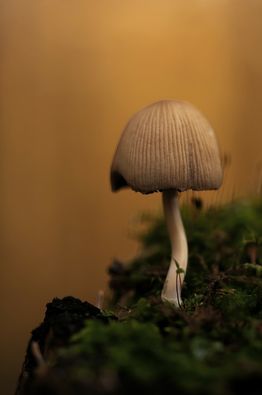 mica comatus mushroom coprinus free photo