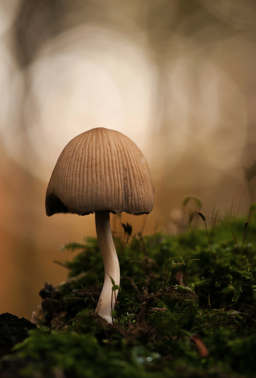 mica comatus forest mushroom coprinus micaceus free photo