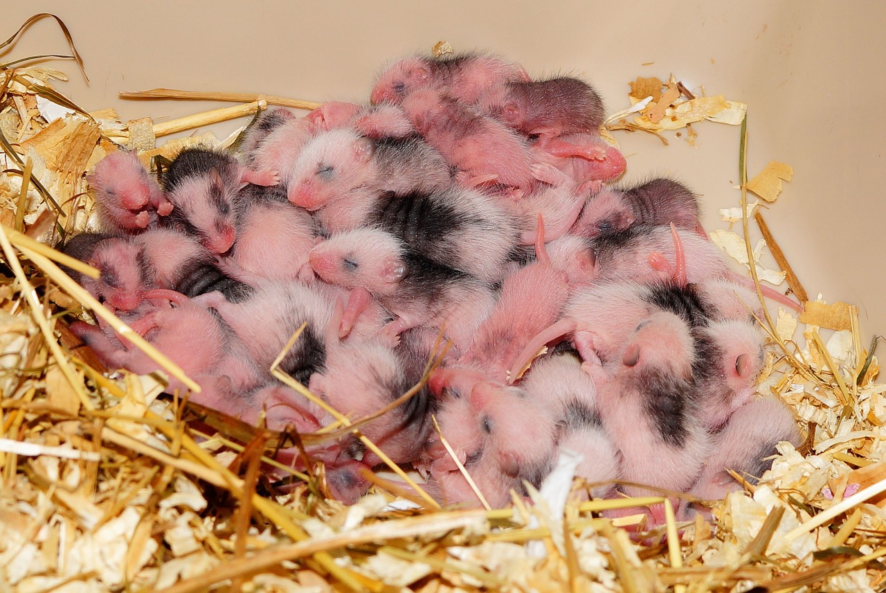 mice babies mastomys free photo