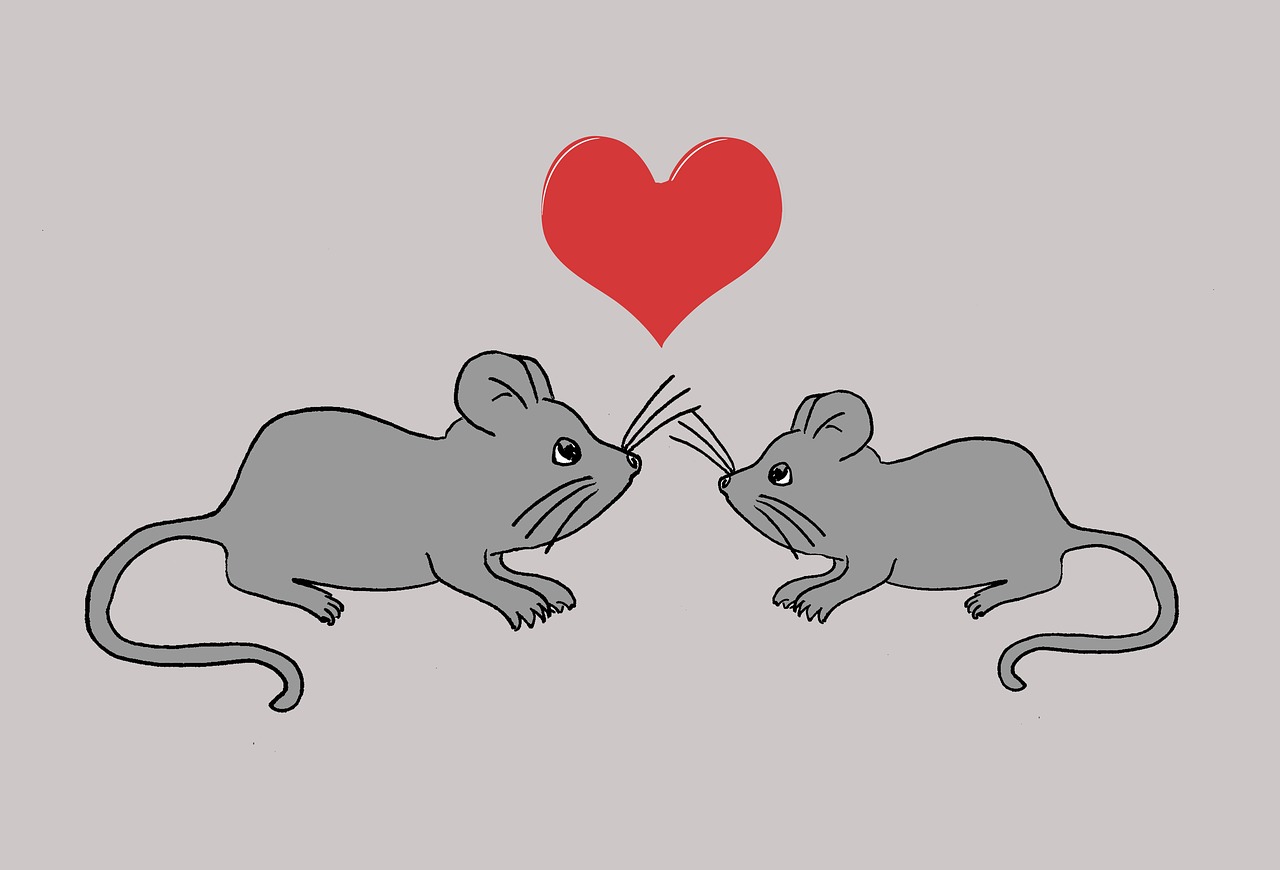 mice rodents heart free photo