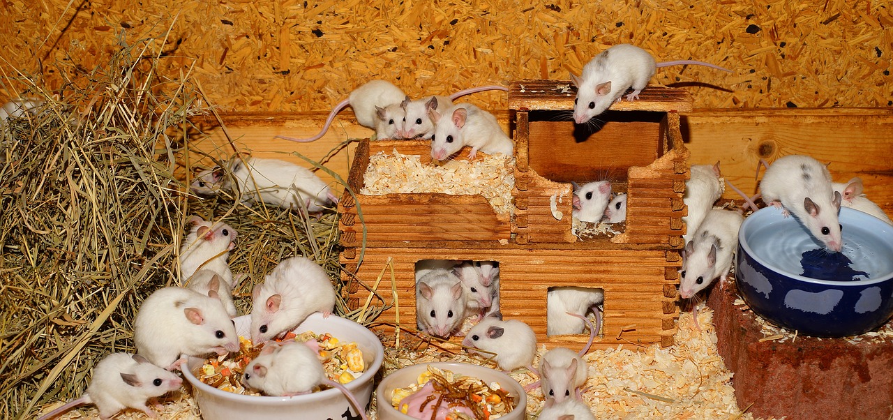 mice mastomys cute free photo