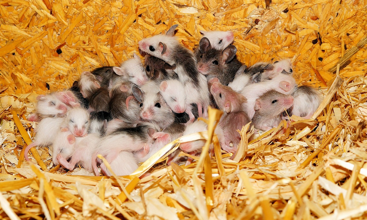 mice mastomys nest free photo