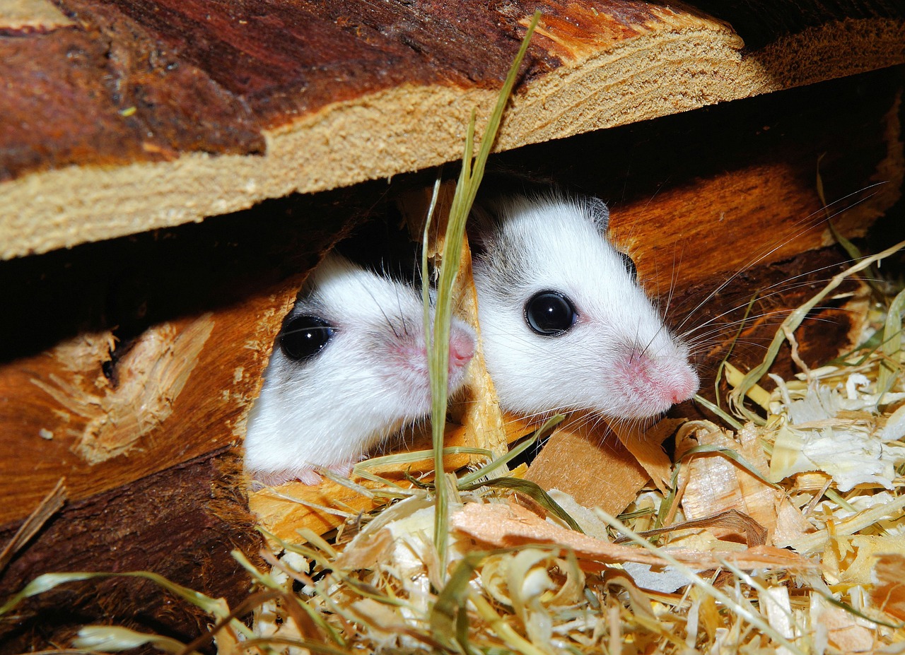 mice mastomys rodents free photo