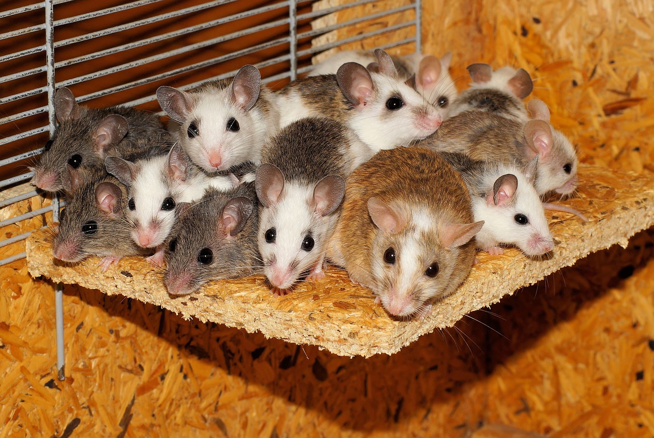mice mastomys family free photo