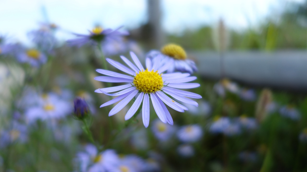 michaelmas daisy asteraceae wildflower free photo