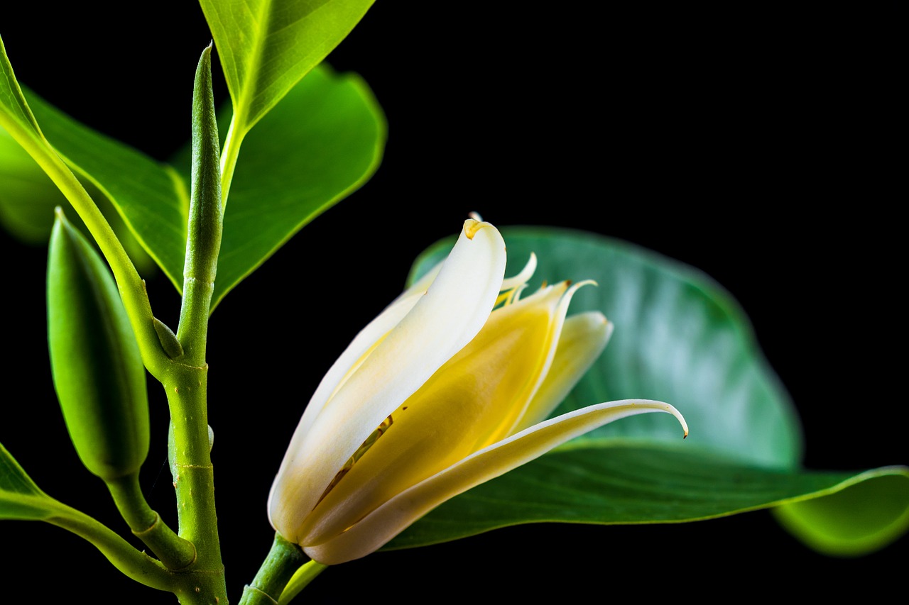 michelia champaca blossom blossom free photo