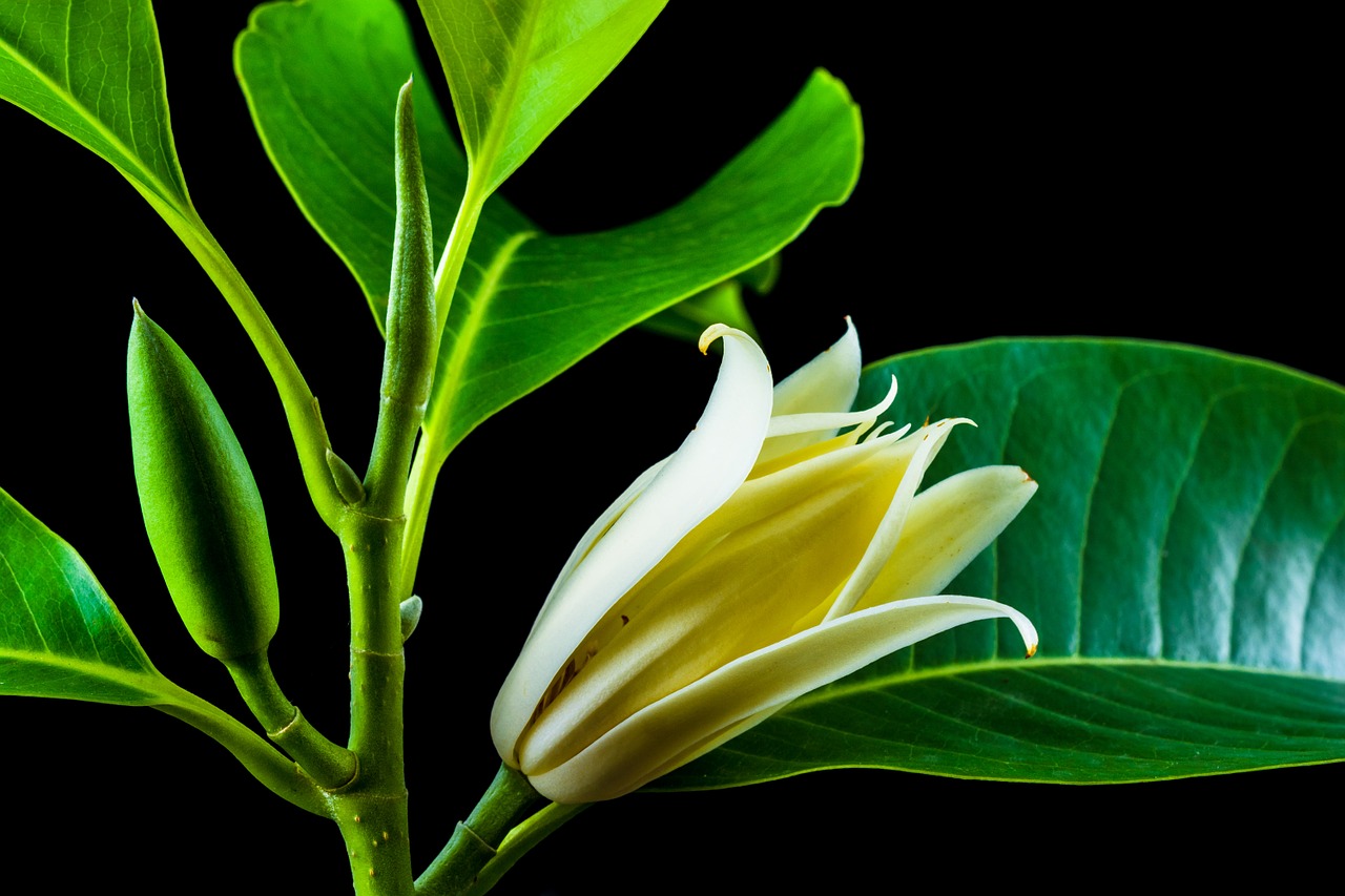 michelia champaca blossom blossom free photo