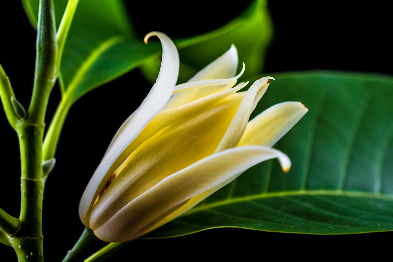 michelia champaca blossom blossom free photo