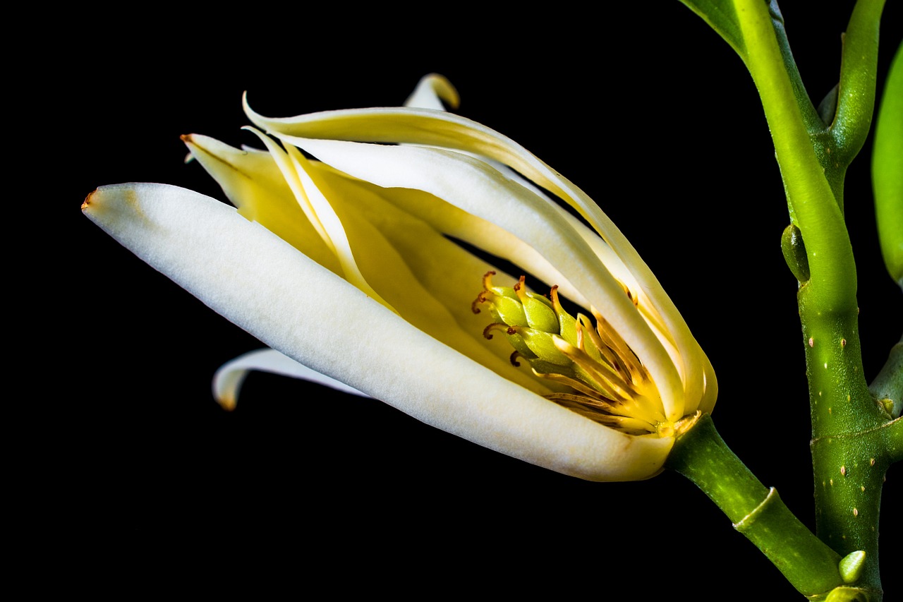 michelia champaca blossom blossom free photo