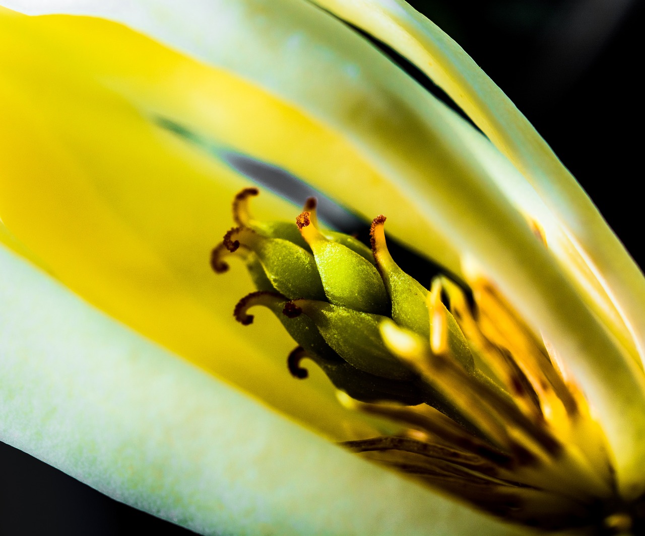 michelia champaca blossom blossom free photo