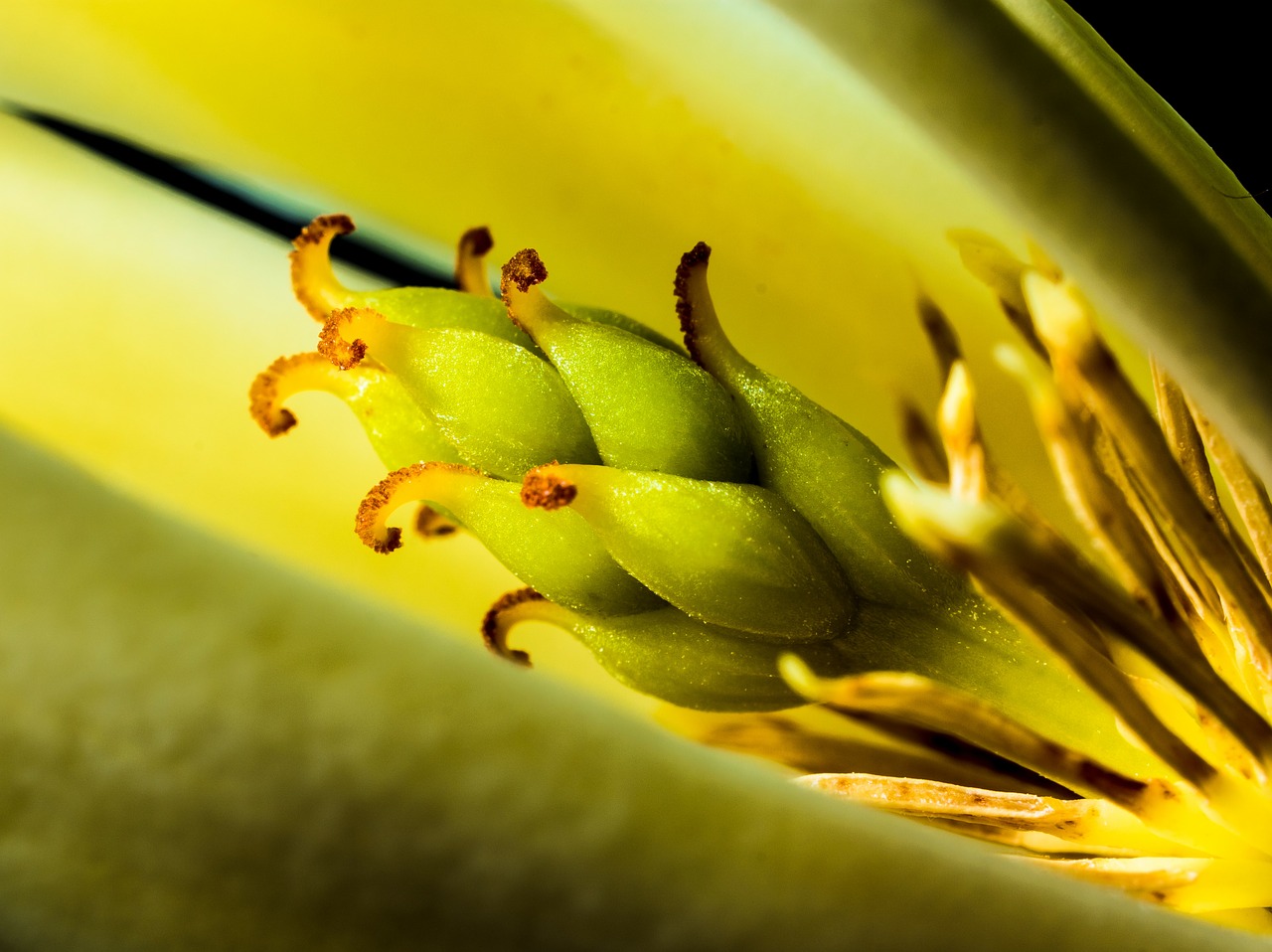 michelia champaca blossom blossom free photo