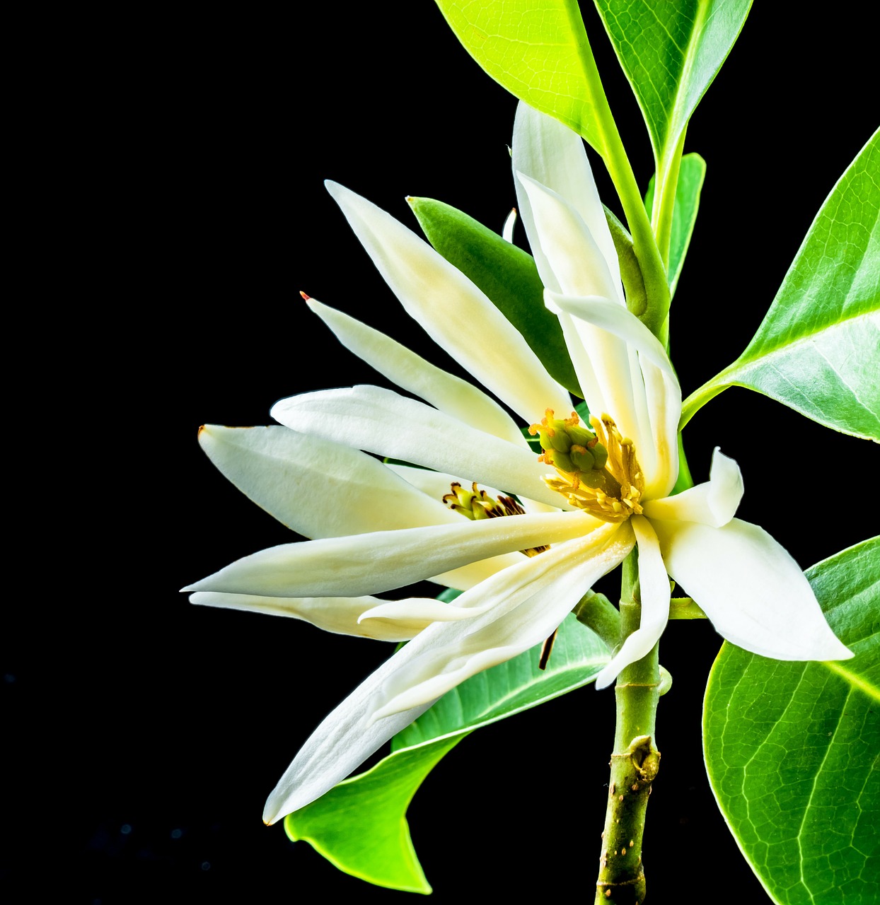 michelia champaca blossom blossom free photo