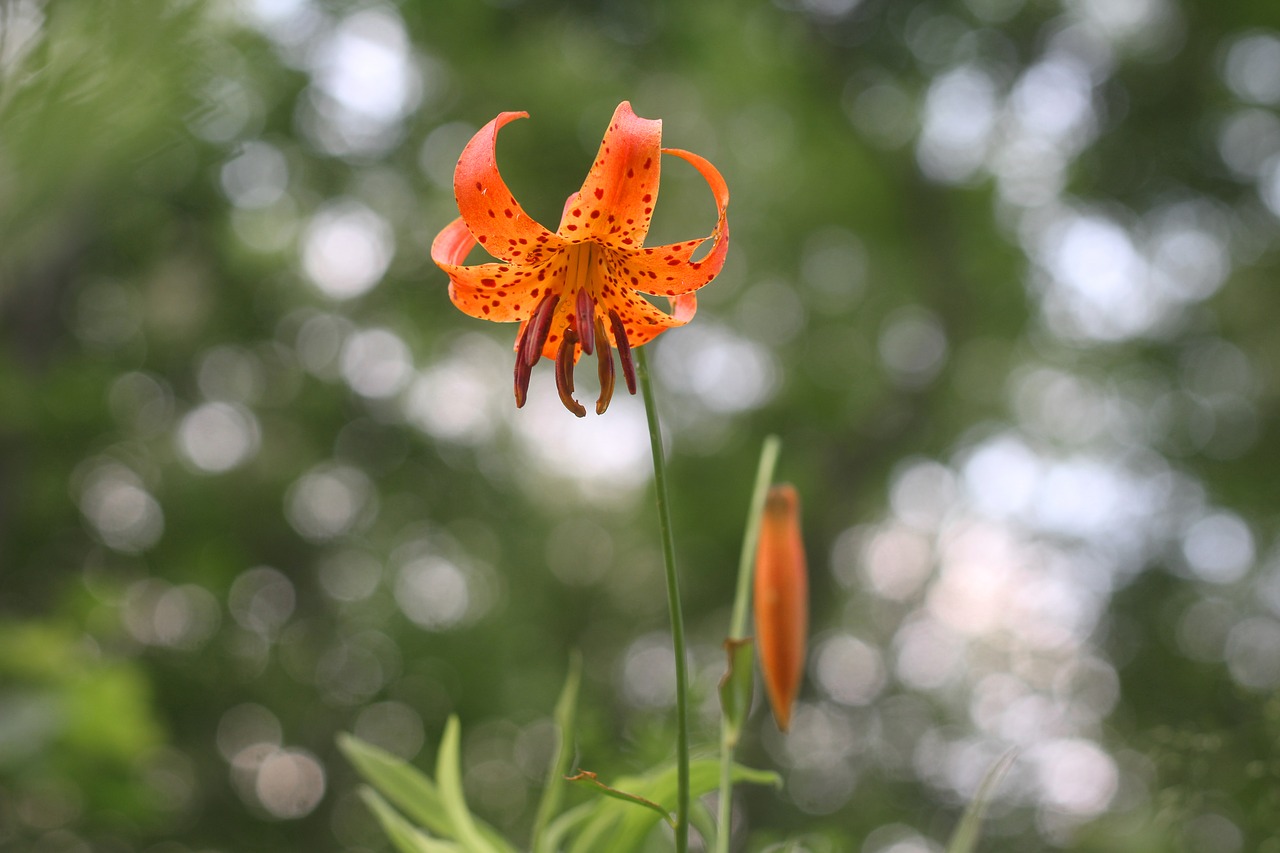 michigan  lily  tiger free photo