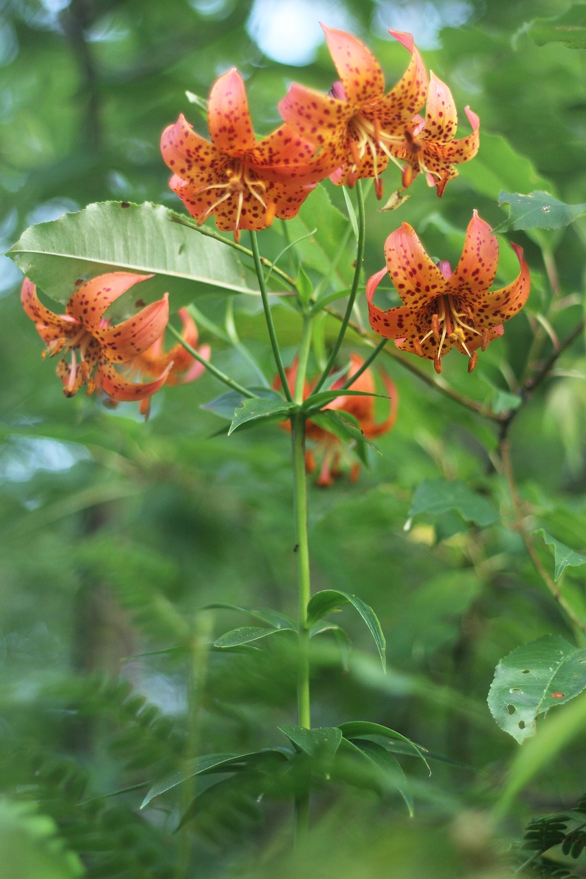 michigan  lily  tiger free photo